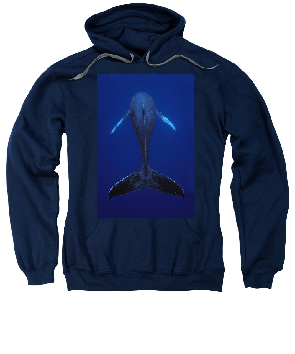 00079895 Sweatshirt featuring the photograph Humpback Whale Singing Kona Coast Hawaii by Flip Nicklin