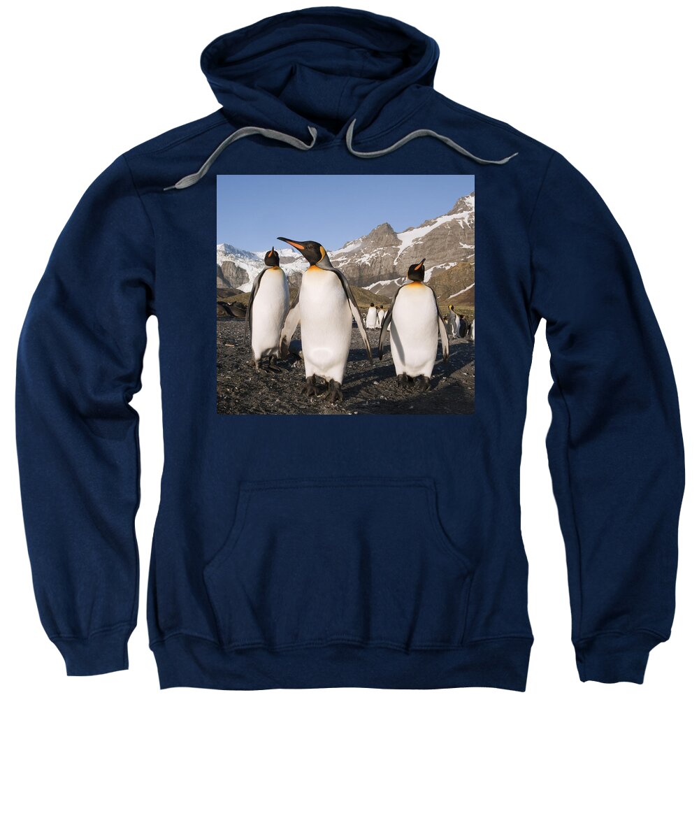 00449759 Sweatshirt featuring the photograph King Penguins Gold Harbor South Georgia by Flip Nicklin
