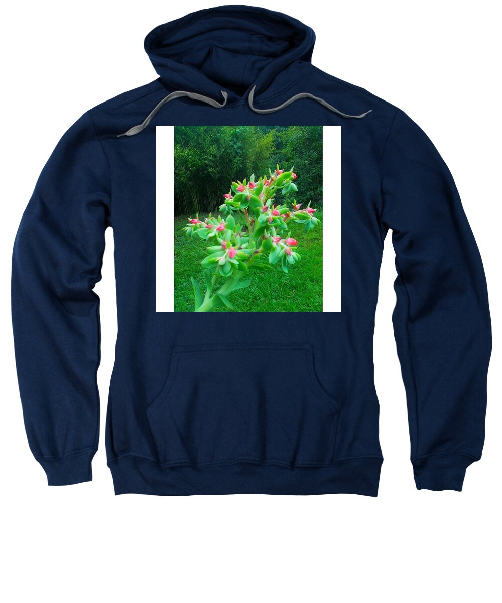 Succulent Sweatshirt featuring the photograph Instagram Photo #761459631417 by David Cardona