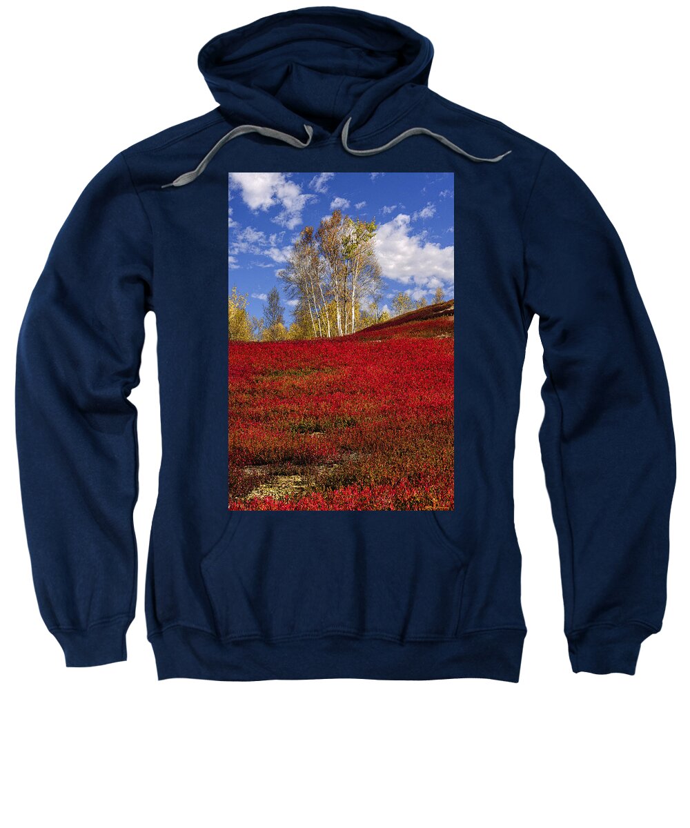 Birch Trees Sweatshirt featuring the photograph Autumn Birches and Barrens by Marty Saccone