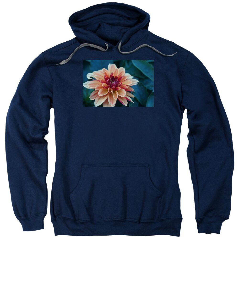 Flowers Sweatshirt featuring the photograph Beautiful Dahlia 4 by Dimitry Papkov