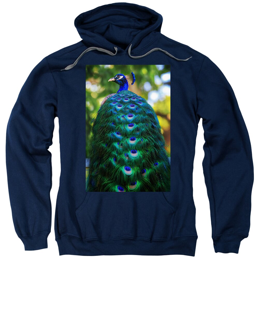 Critter Sweatshirt featuring the photograph Eye for Color by Sylvia J Zarco