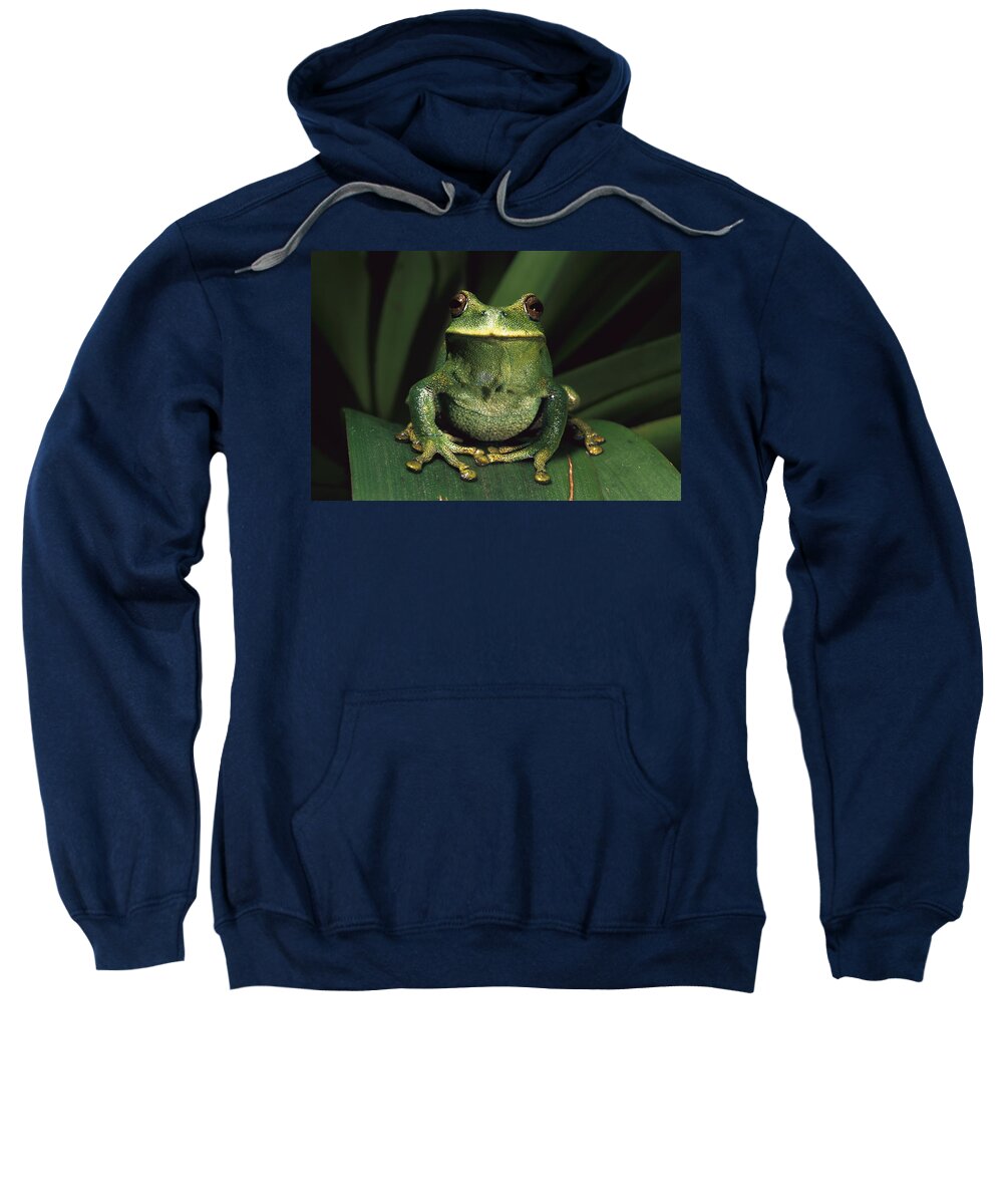 Mp Sweatshirt featuring the photograph Marsupial Frog Gastrotheca Orophylax by Pete Oxford