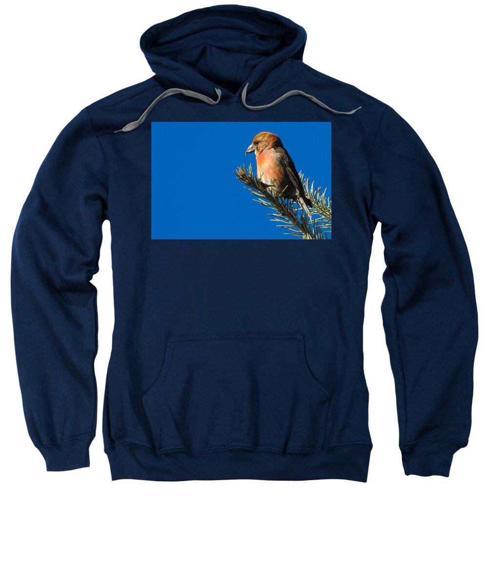 Red Crossbill Sweatshirt featuring the photograph Red Crossbill by Mindy Musick King