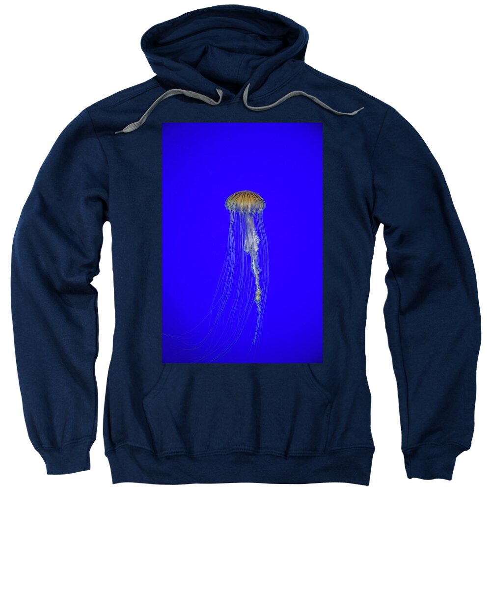 #jellyfish #art #aquarium #sea #ocean #nature #fish #water #photography #sealife #underwater #marinelife #japan #japanese #blue #yellow #gold Sweatshirt featuring the photograph Japanese Jellyfish #17 by Kenny Thomas