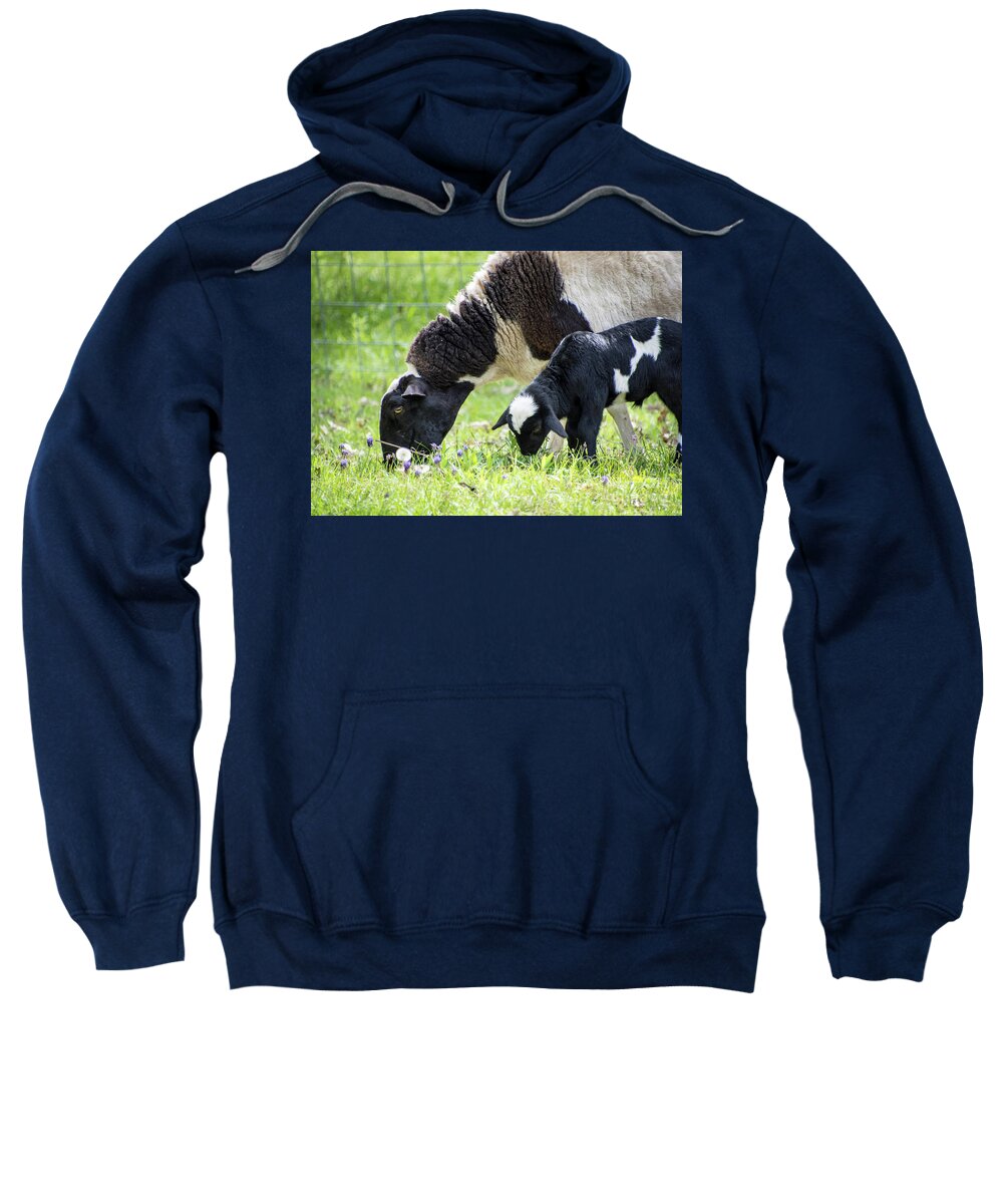 Sheep Sweatshirt featuring the photograph Baba and Pepe Grazing by Cheryl McClure