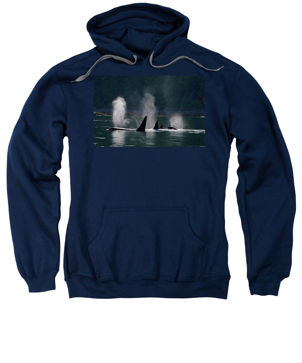 00584708 Sweatshirt featuring the photograph Orca Pod Surfacing And Spouting by Hiroya Minakuchi