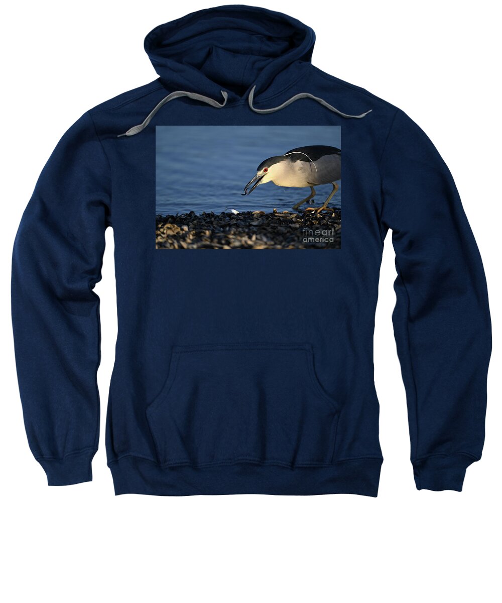 Black-crowned Night Heron Sweatshirt featuring the photograph Black-crowned night heron with double catch by Amazing Action Photo Video