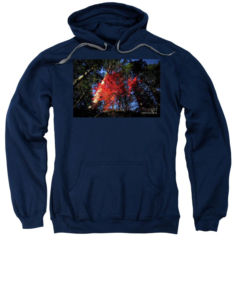 Naturephotography Nature Autumnleaves Trees Sweatshirt featuring the photograph Color 312 by Fine art photographer Julie