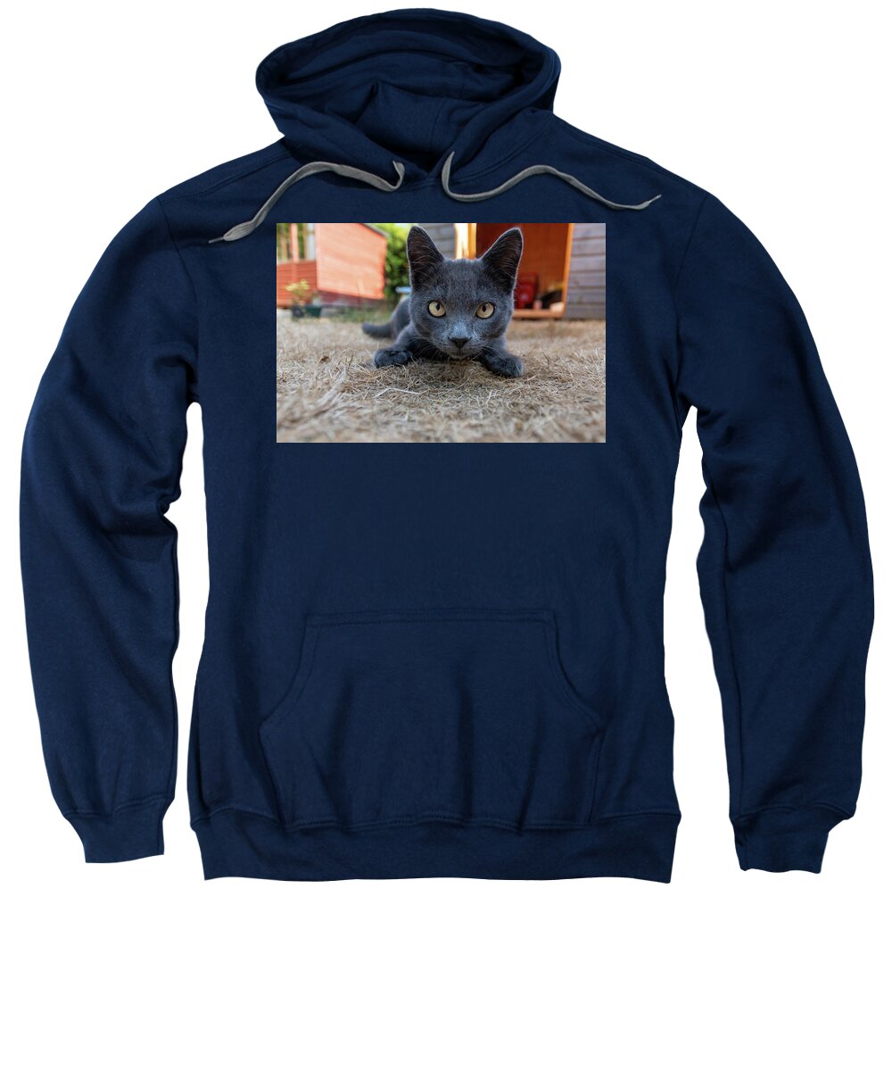 Cat Sweatshirt featuring the photograph Cute kitten by Andrew Lalchan