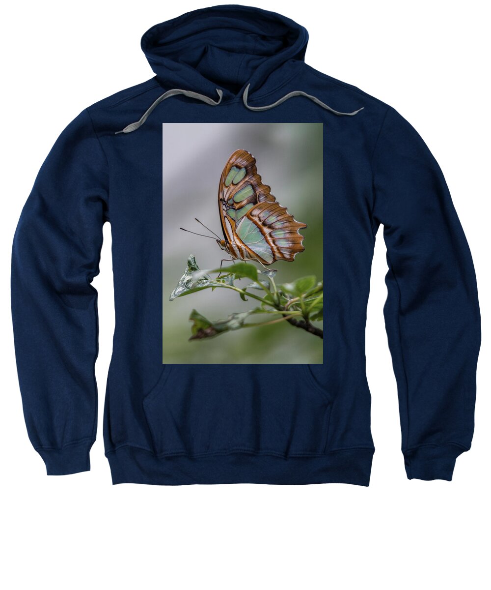 Butterfly Sweatshirt featuring the photograph Malachite Butterfly Profile by Patti Deters