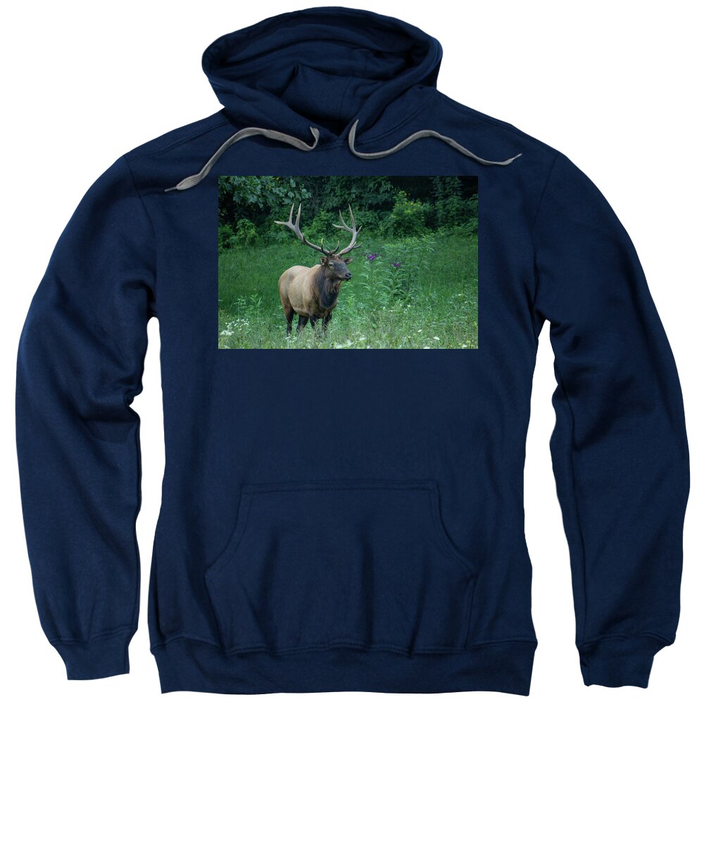 Elk Sweatshirt featuring the photograph Male Elk by Cindy Robinson