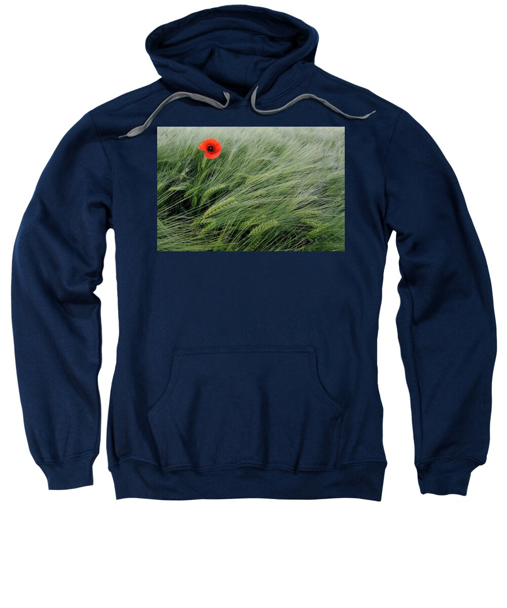 70032403 Sweatshirt featuring the photograph Red PoppyFlowering by Willi Rolfes