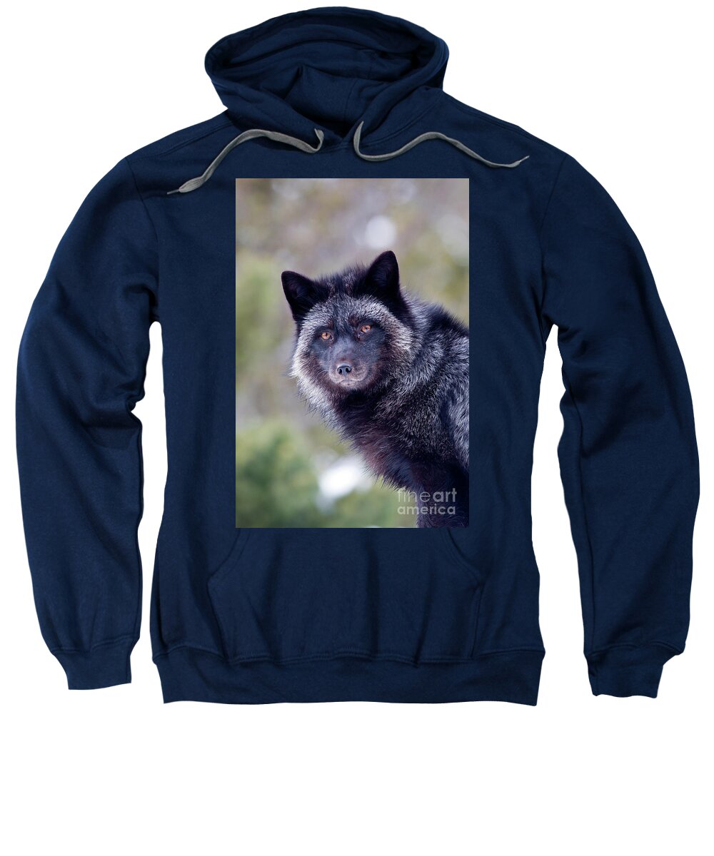 80125235 Sweatshirt featuring the photograph Silver Fox by Paul Sawyer