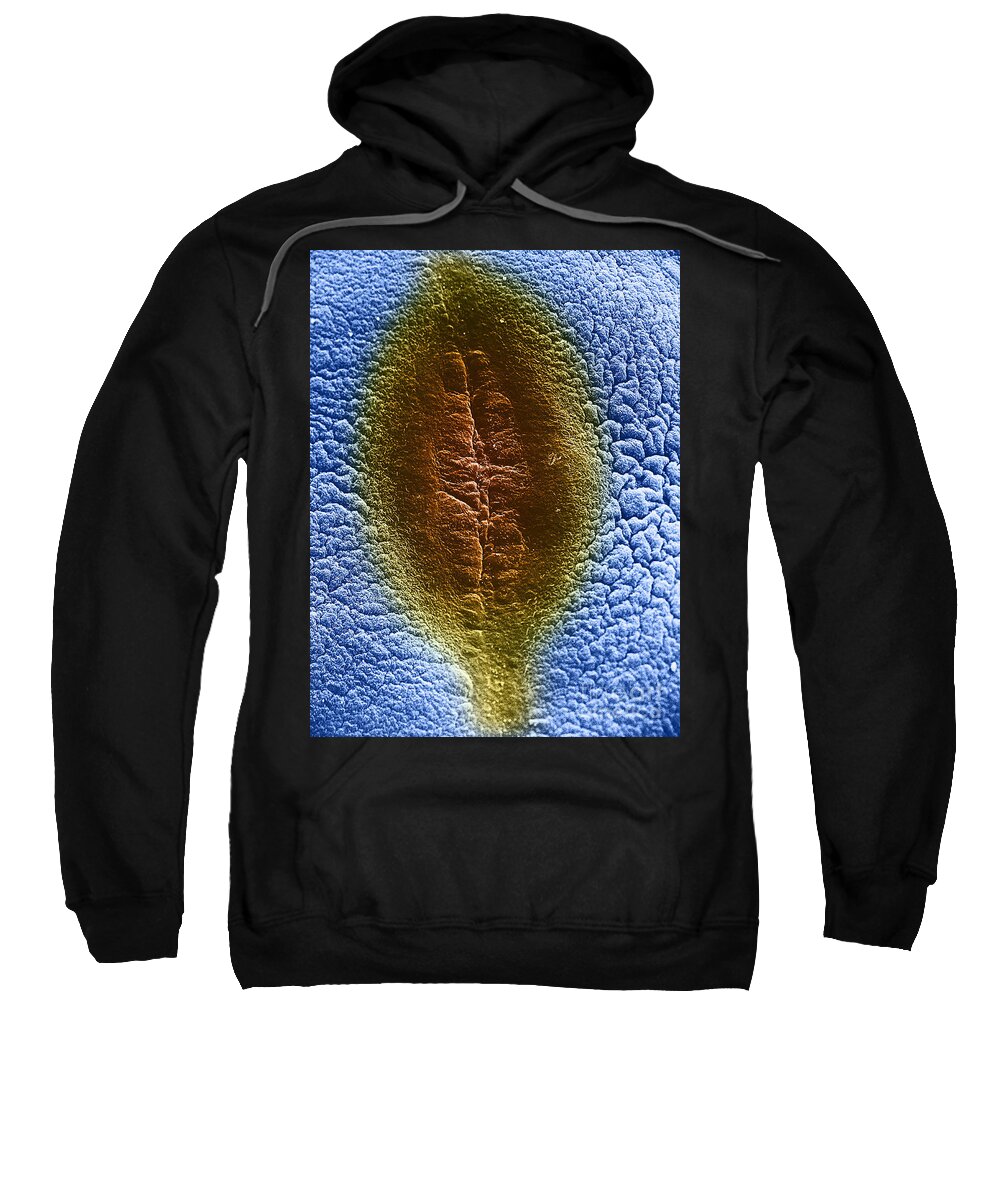 Eukaryote Sweatshirt featuring the photograph Cell Division, Sem #1 by David M. Phillips