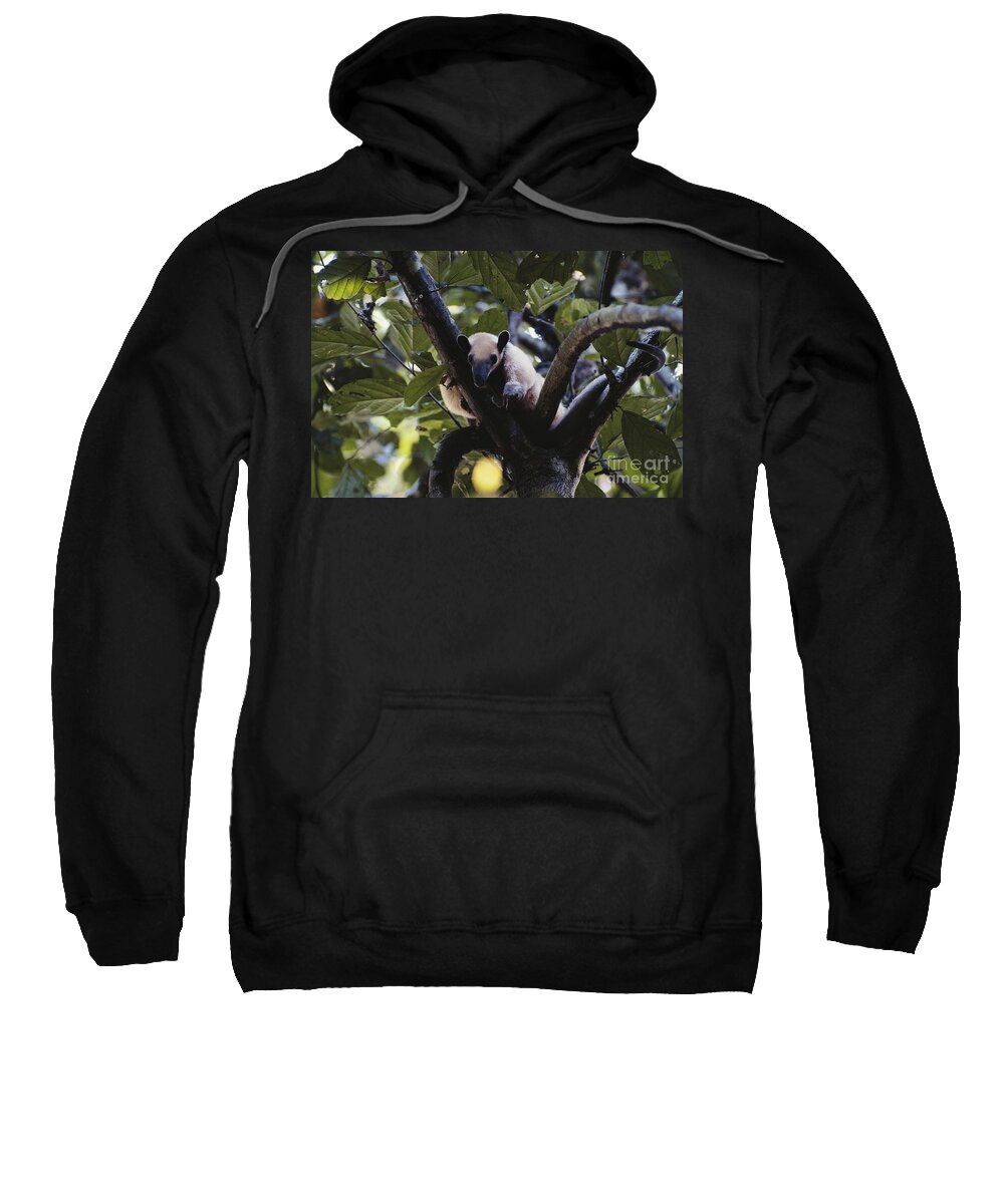 Southern Tamandua Sweatshirt featuring the photograph Lesser Anteater #1 by Gregory G. Dimijian, M.D.