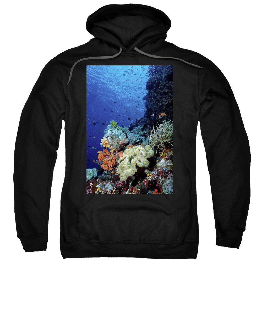 Photography Sweatshirt featuring the photograph Underwater Coral Wall With Tropical #1 by Animal Images