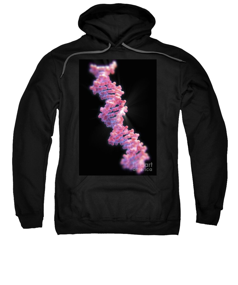 Anatomical Model Sweatshirt featuring the photograph Human Dna #25 by Science Picture Co