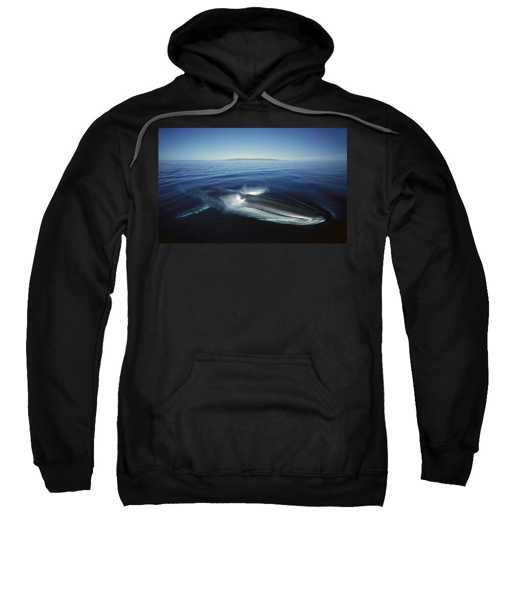 Feb0514 Sweatshirt featuring the photograph Fin Whale In Sea Of Cortez #4 by Tui De Roy