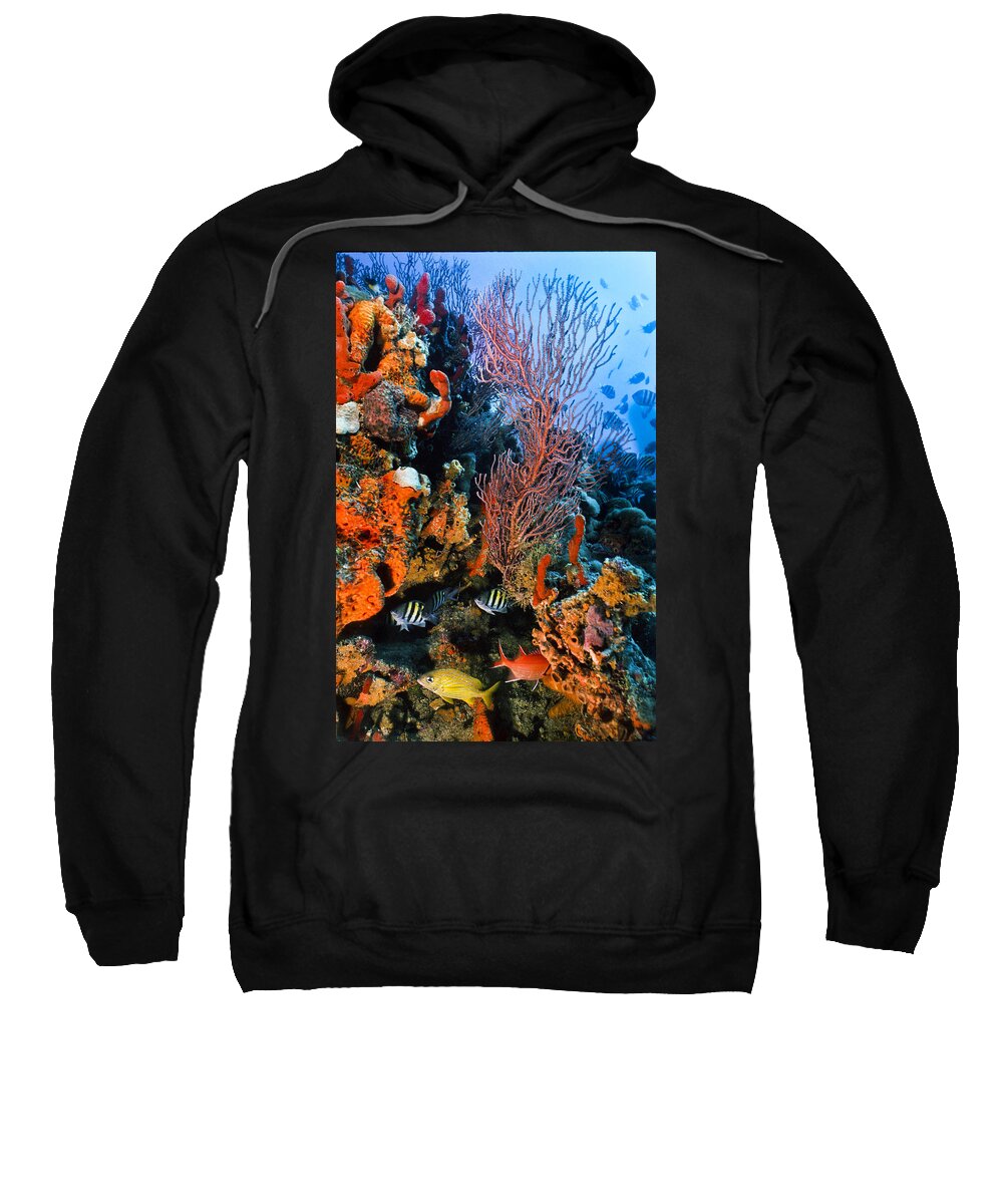 Angle Sweatshirt featuring the photograph A Colorful Ledge by Sandra Edwards