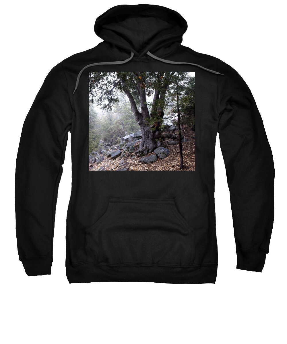 Oak Tree Sweatshirt featuring the photograph A Stroll Through The Forest by Gerry High