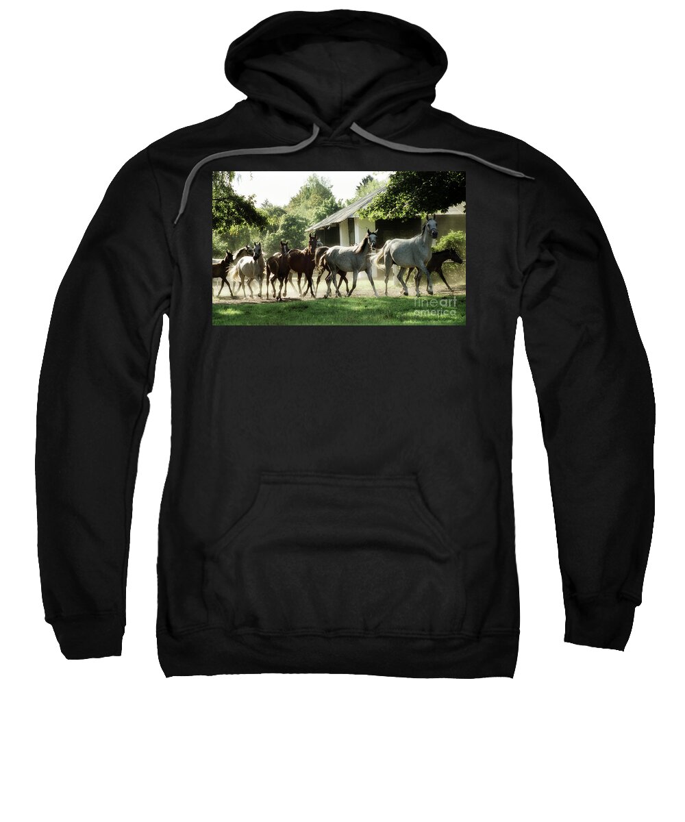Horse Sweatshirt featuring the photograph Arabian Horses by Ang El