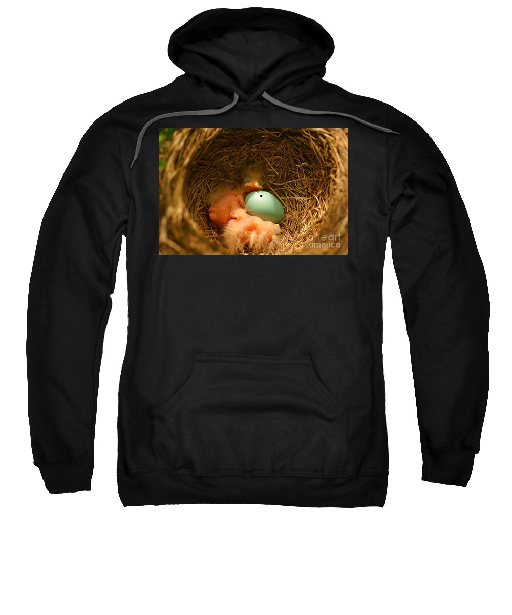 Robins Sweatshirt featuring the photograph Baby Robins2 by Loni Collins