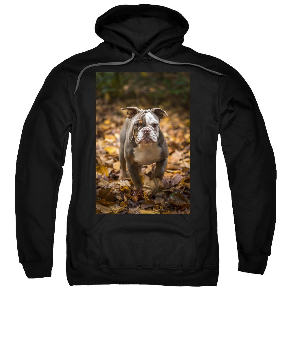Autumn Sweatshirt featuring the photograph Bella #5 by Joye Ardyn Durham