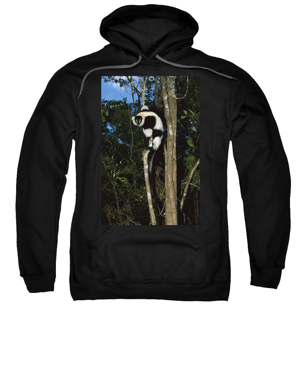 Feb0514 Sweatshirt featuring the photograph Black And White Ruffed Lemur Madagascar by Konrad Wothe