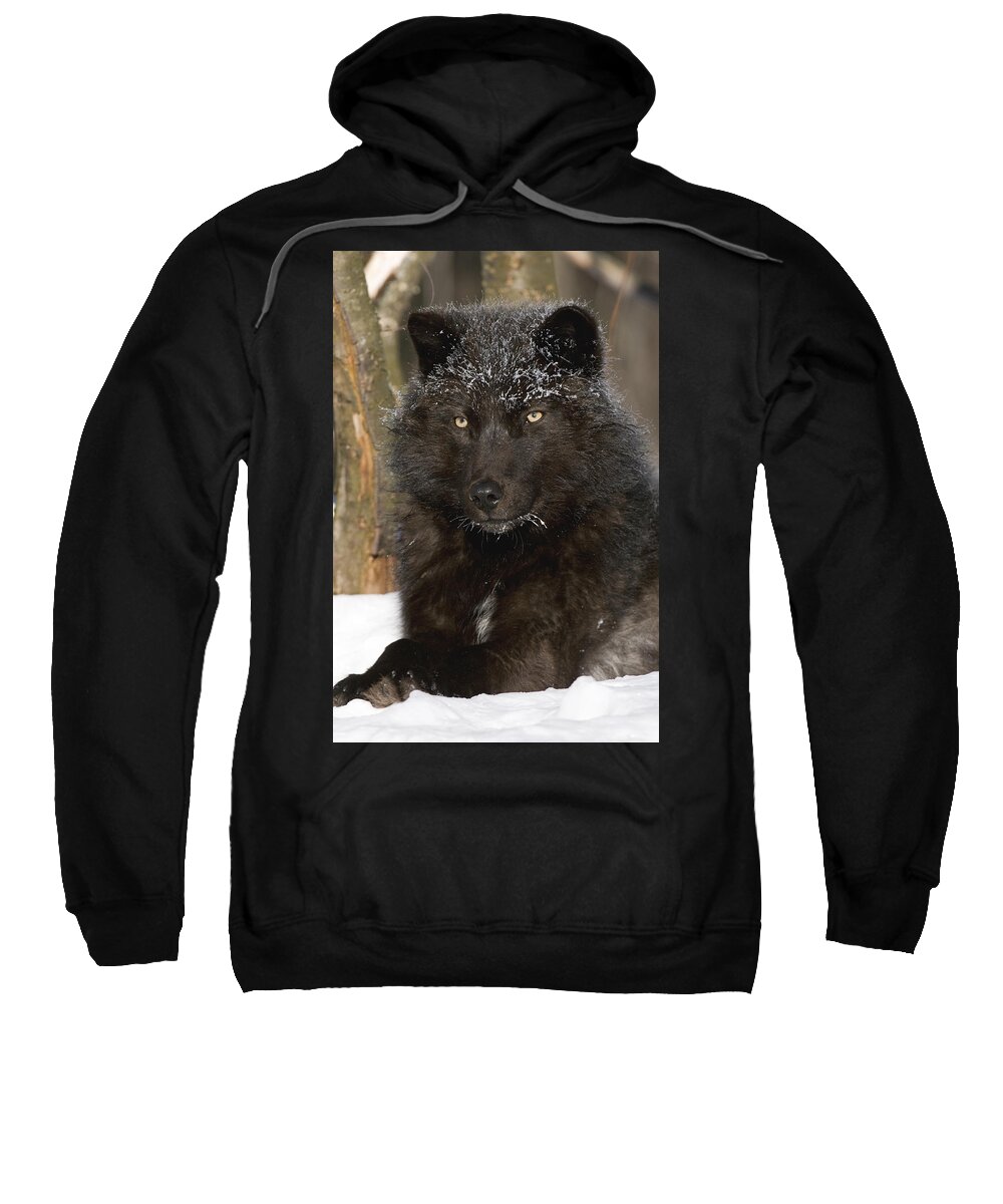 535808 Sweatshirt featuring the photograph Black Timber Wolf In Snow by Steve Gettle