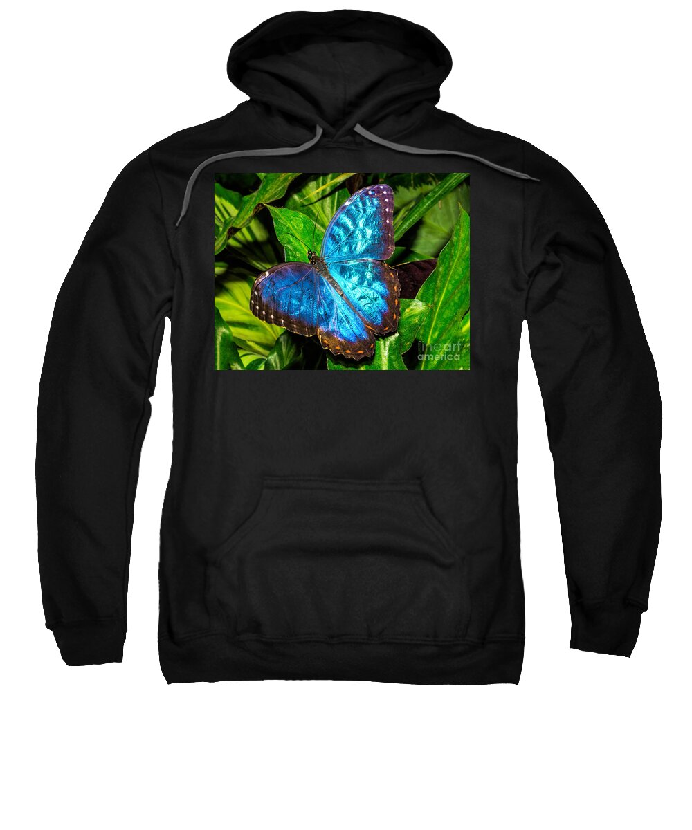 Animal Sweatshirt featuring the photograph Blue Butterfly by Nick Zelinsky Jr