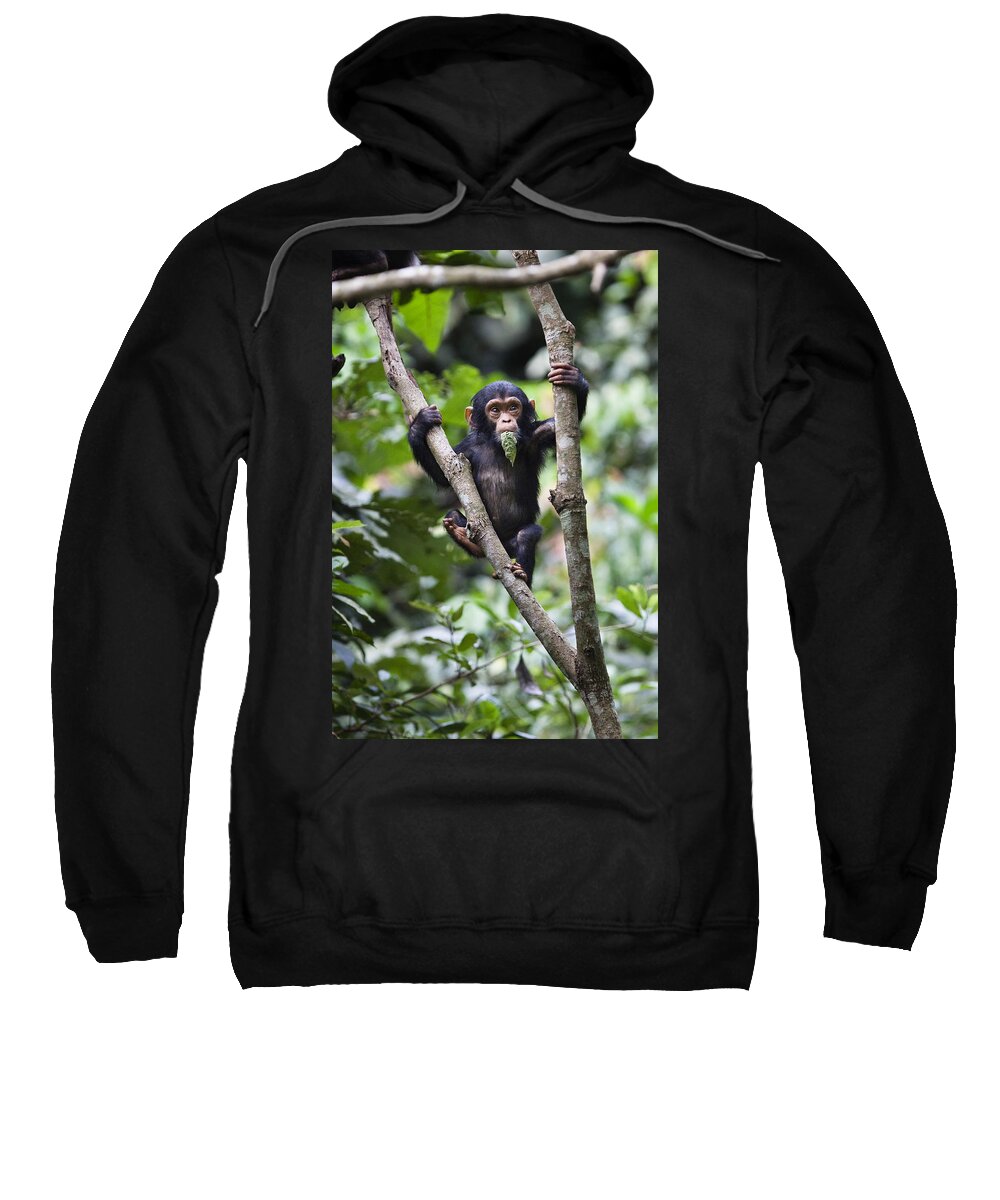 Feb0514 Sweatshirt featuring the photograph Chimpanzee Baby Eating A Leaf Tanzania by Konrad Wothe