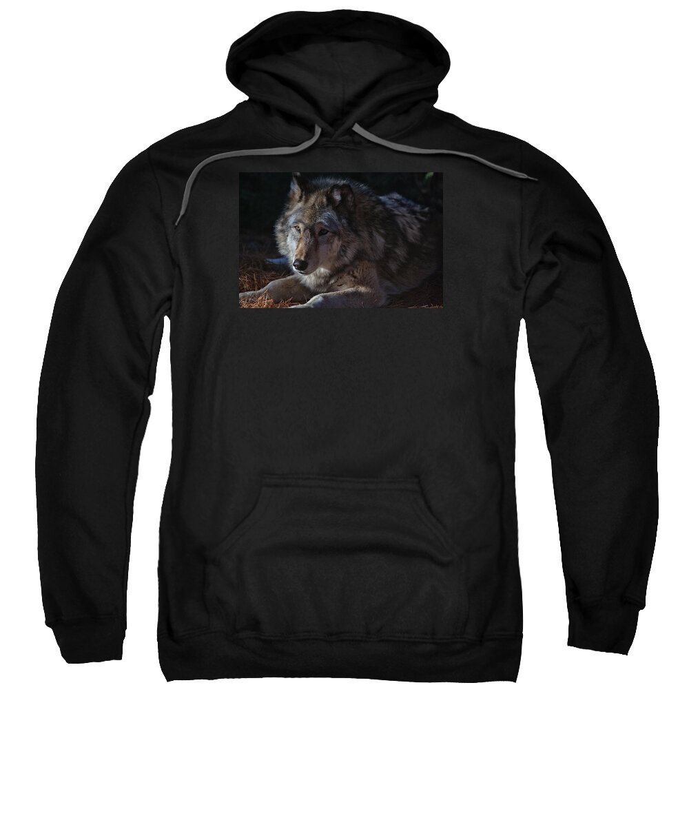 Wolf Sweatshirt featuring the photograph Colors of a Wolf by Karol Livote