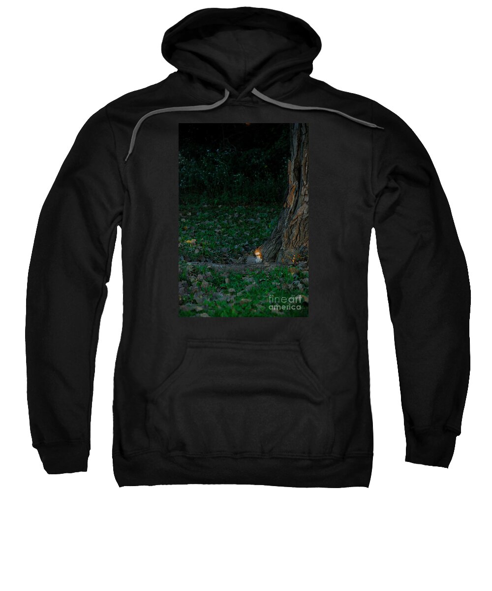 Squirrel Tree Sunlight Watching Sunbeam Sweatshirt featuring the photograph Ever felt that you are being watched? by Richard Gibb
