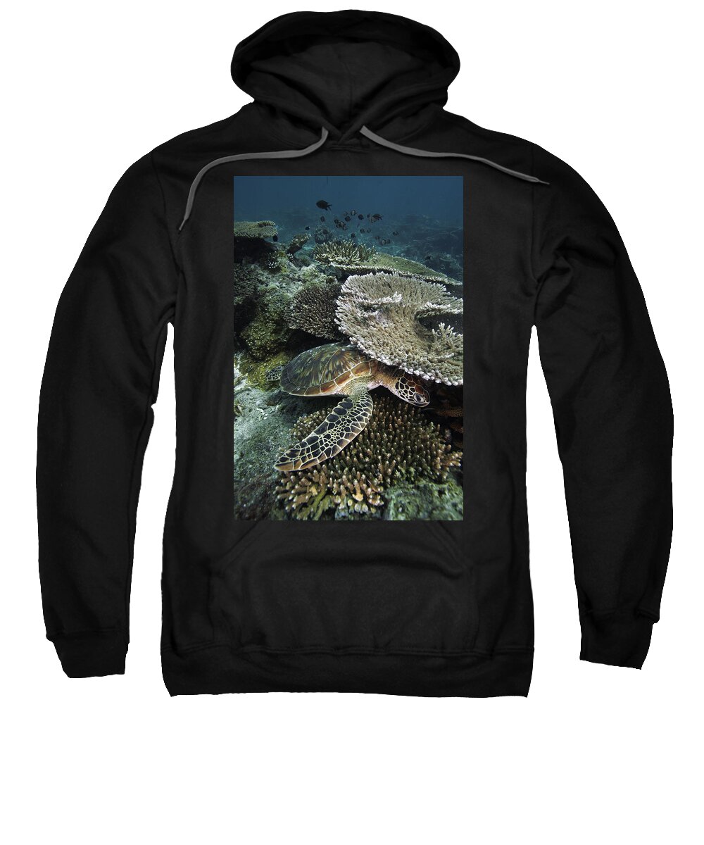 Feb0514 Sweatshirt featuring the photograph Green Sea Turtle On Coral Reef Sipadan by Hiroya Minakuchi