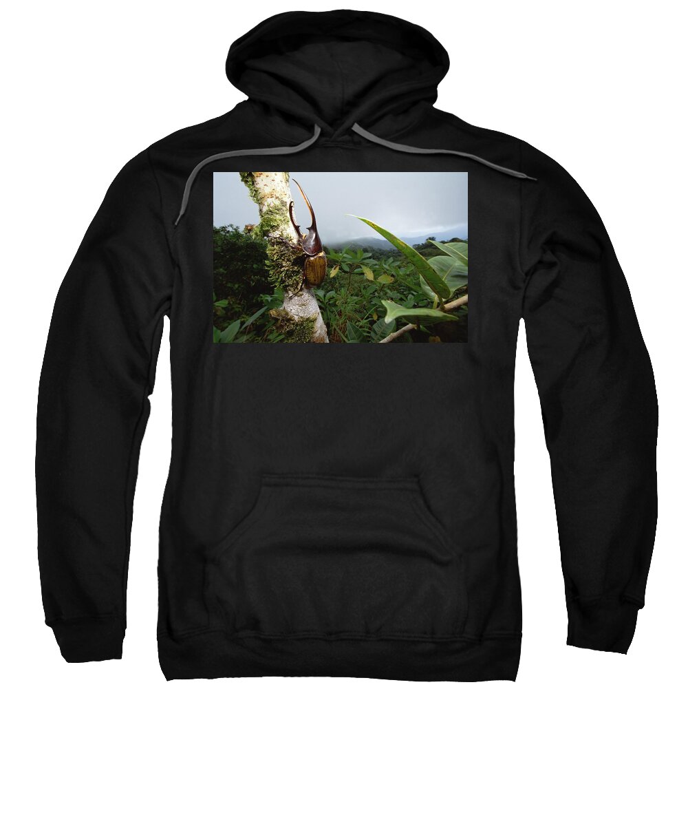 Feb0514 Sweatshirt featuring the photograph Hercules Scarab Beetle In Rainforest by Mark Moffett