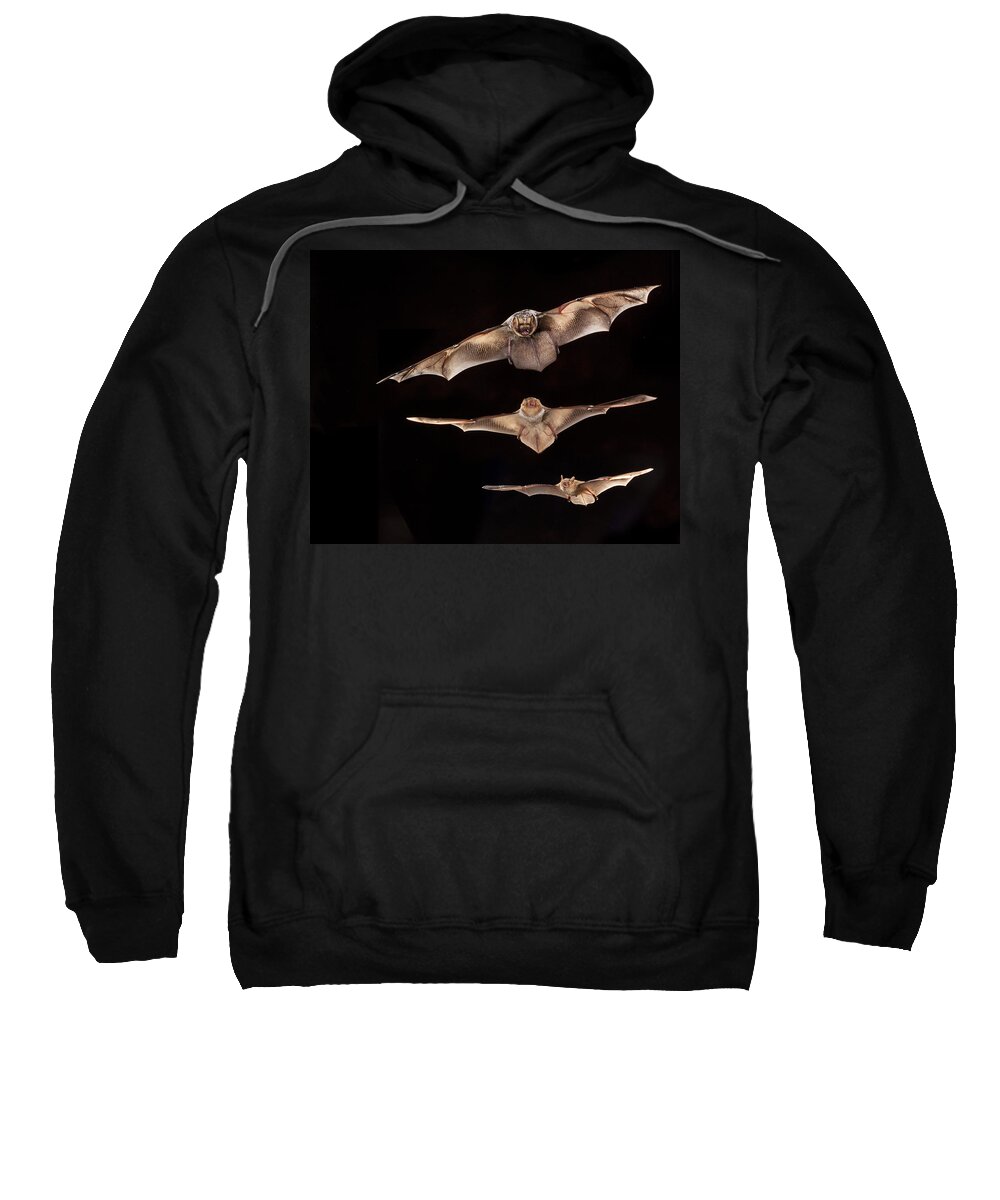 Feb0514 Sweatshirt featuring the photograph Hoary Bat With Eastern Red Bat by Michael Durham