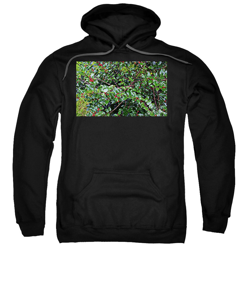 Holly Bush Sweatshirt featuring the photograph Holly Bush - by Barbara A Griffin