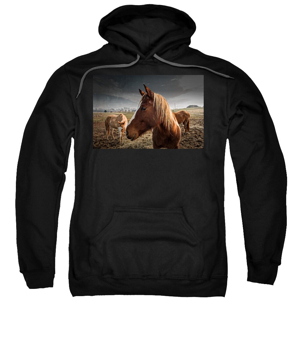 Adam Sweatshirt featuring the photograph Horse Composition by Brett Engle