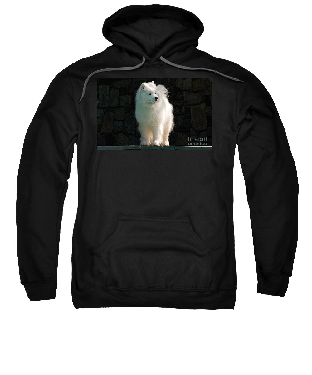 Dog Sweatshirt featuring the photograph Intent by Lois Bryan