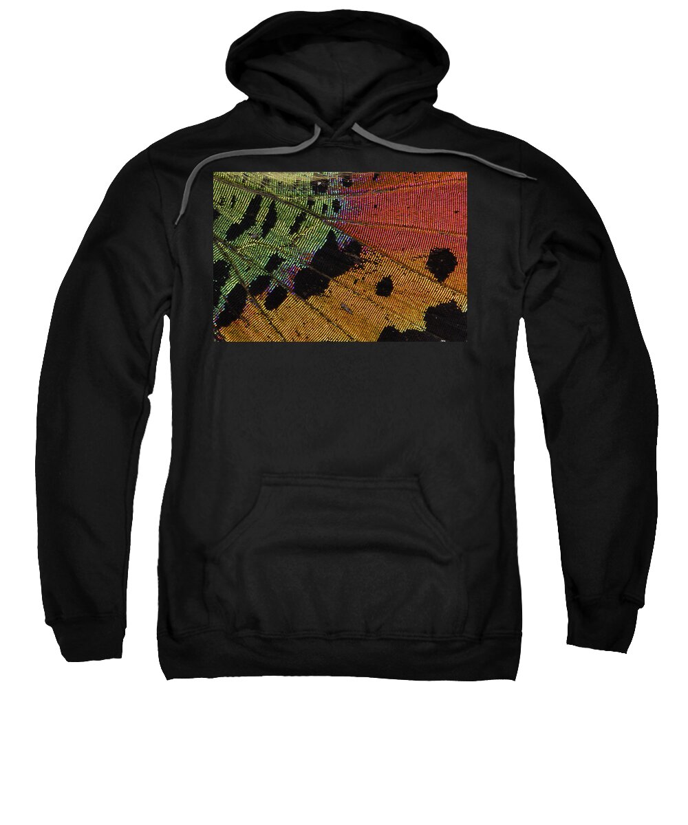 Feb0514 Sweatshirt featuring the photograph Madagascan Sunset Moth Wing Detail by Thomas Marent