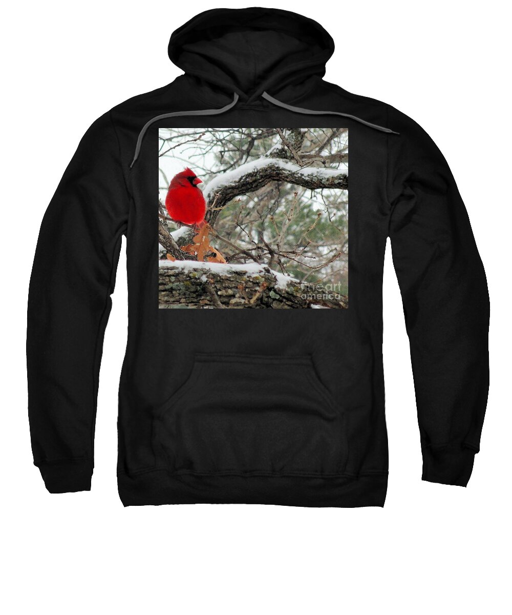 Male Cardinal Sweatshirt featuring the photograph Male Cardinal IV by Janette Boyd