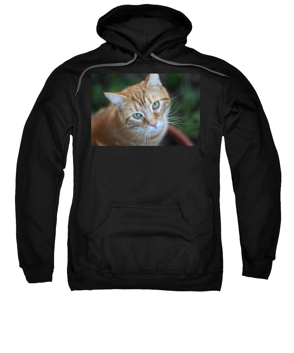 Kitten Sweatshirt featuring the photograph Miss Lucy McGillicuddy by Melanie Lankford Photography