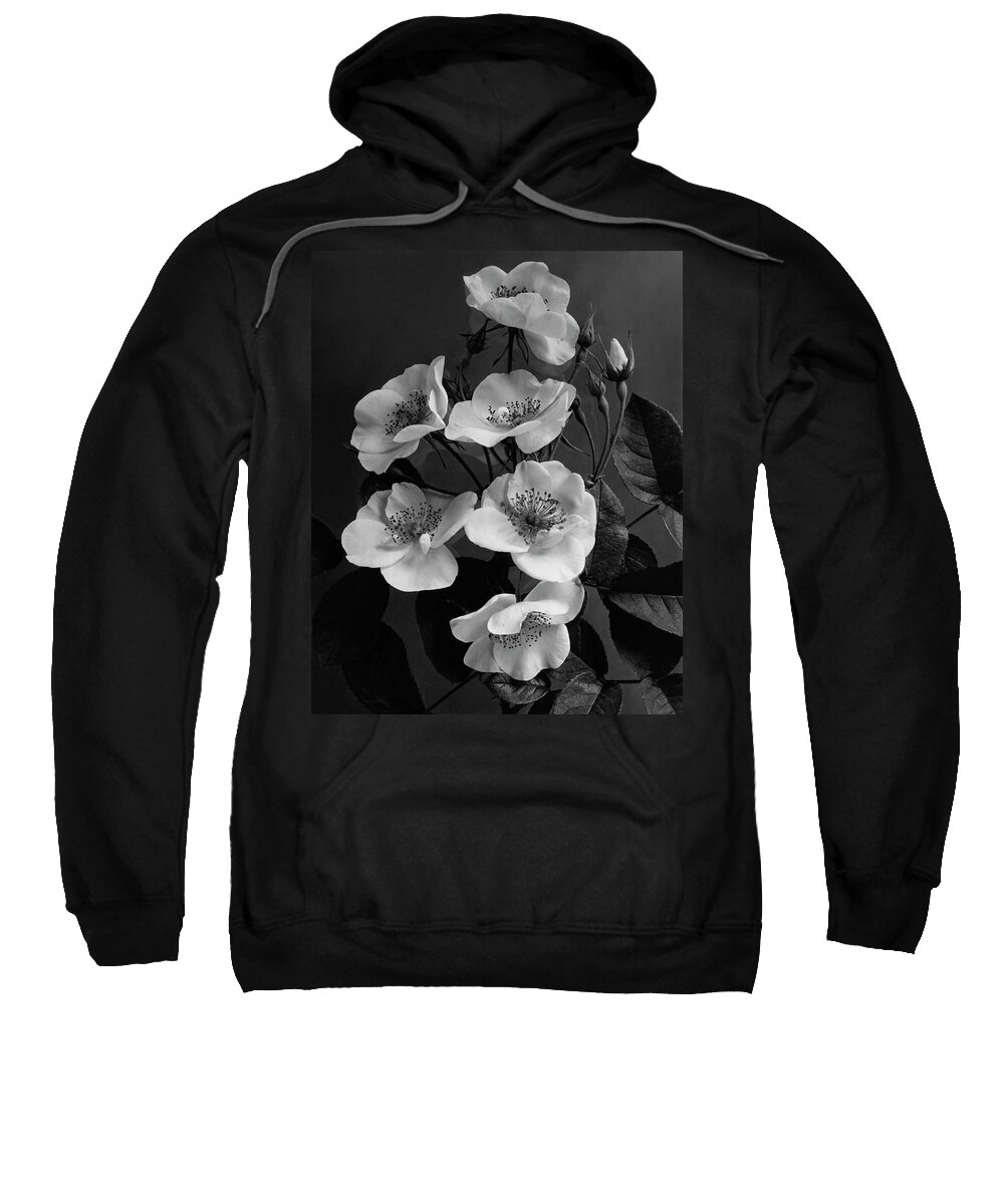 Flowers Sweatshirt featuring the photograph Moschata Alba by J. Horace McFarland