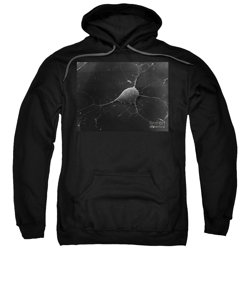 Science Sweatshirt featuring the photograph Nerve Cell Sem by David M. Phillips