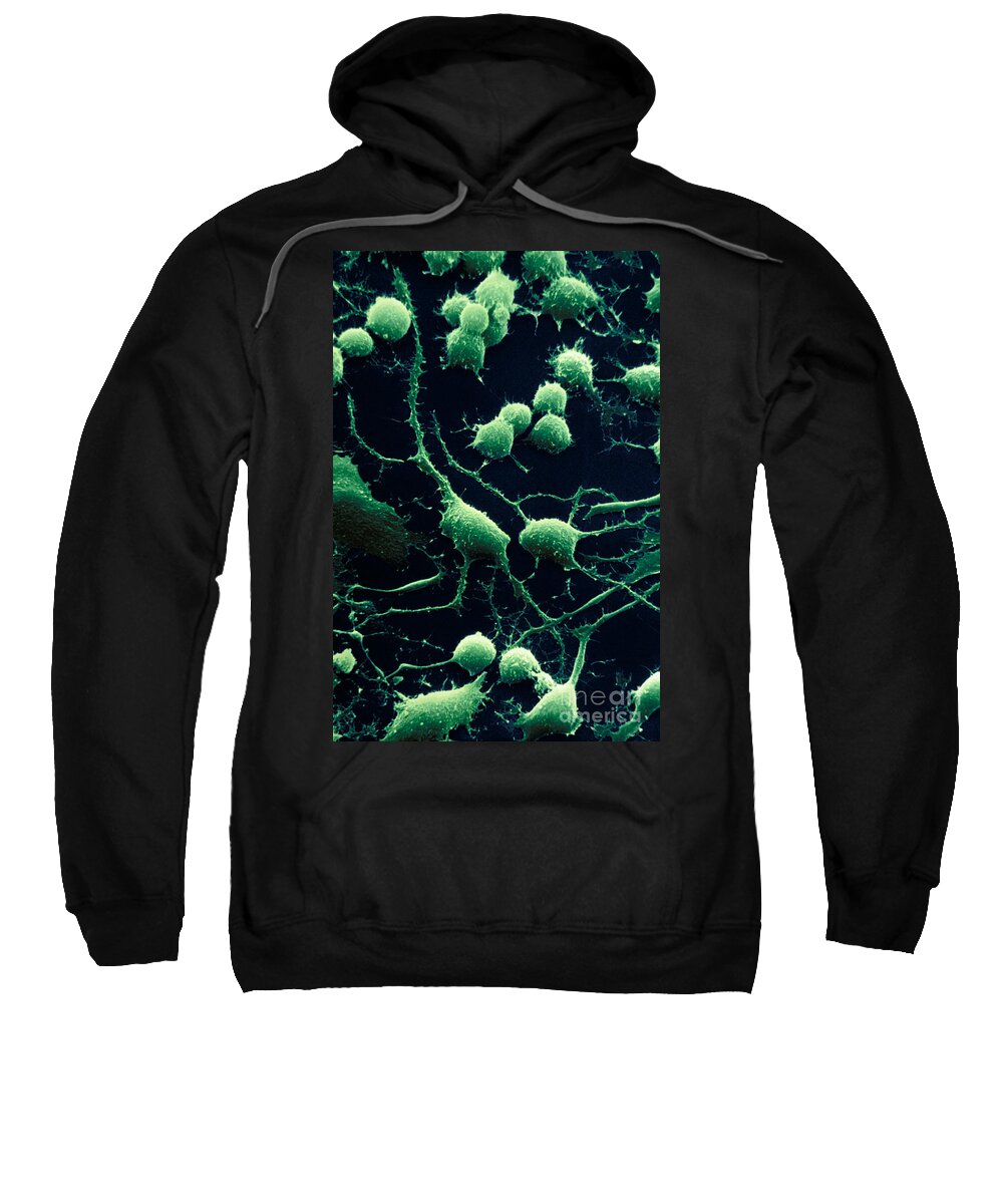 Dendrites Sweatshirt featuring the photograph Nerve Cells by David M. Phillips