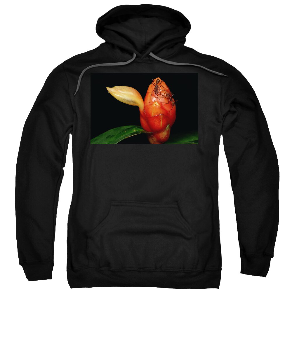 Feb0514 Sweatshirt featuring the photograph Ponerine Ant Protecting Flower by Mark Moffett