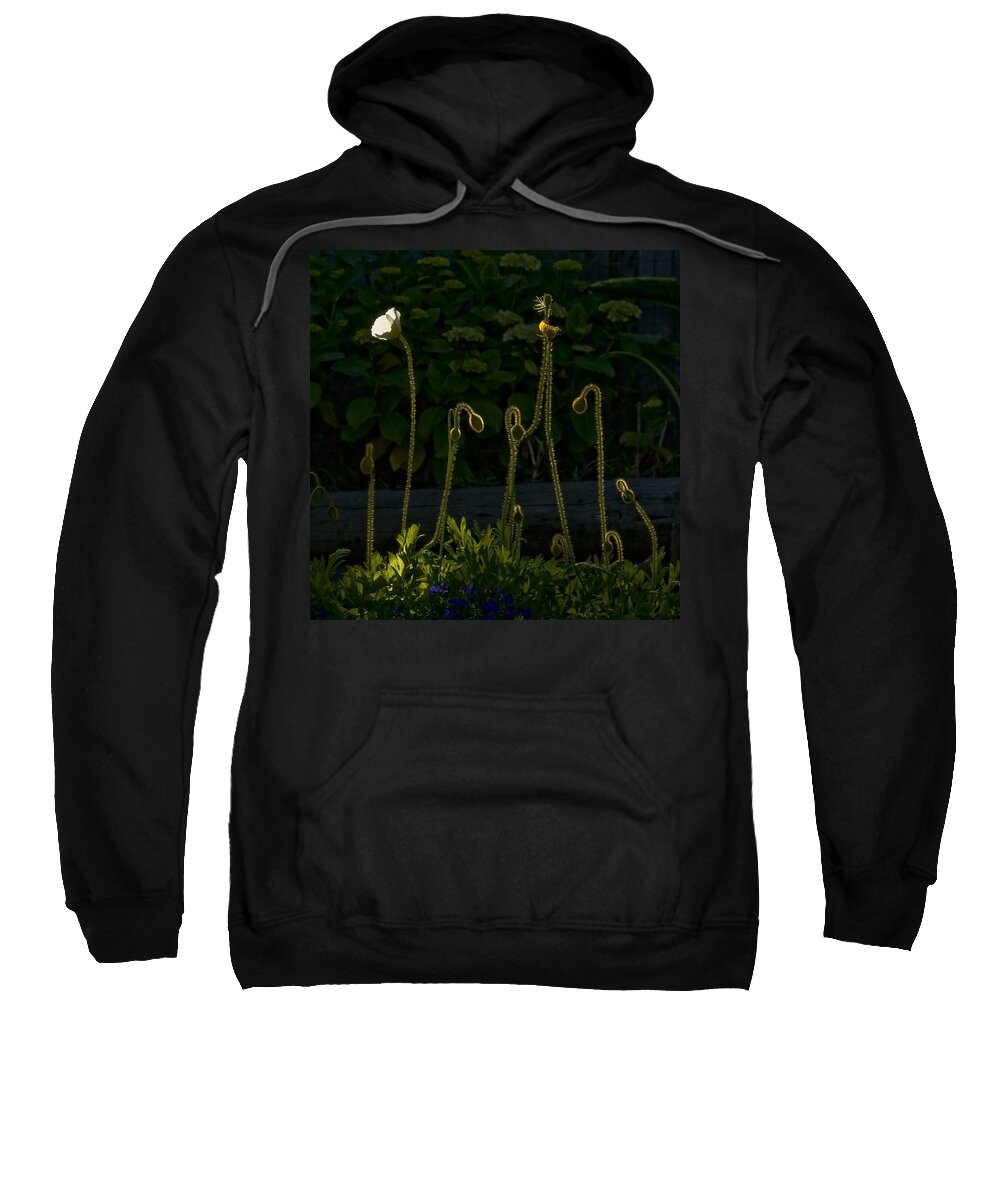 Poppies Sweatshirt featuring the photograph Poppies Backlit by Anthony Davey
