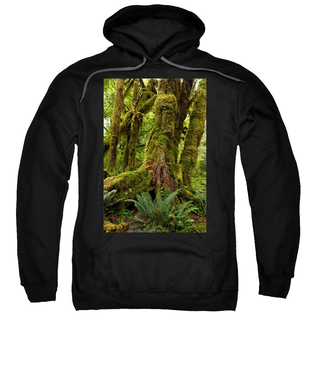 Hoh Rainforest Sweatshirt featuring the photograph Rainforest by Kathleen Bishop