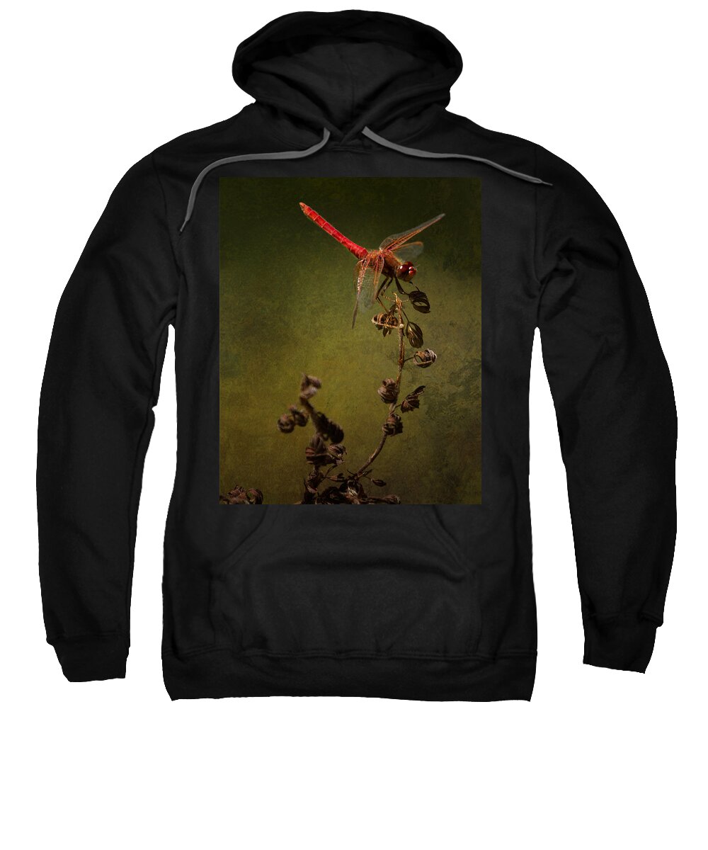 Red Dragonfly Sweatshirt featuring the photograph Red Dragonfly on a Dead Plant by Belinda Greb